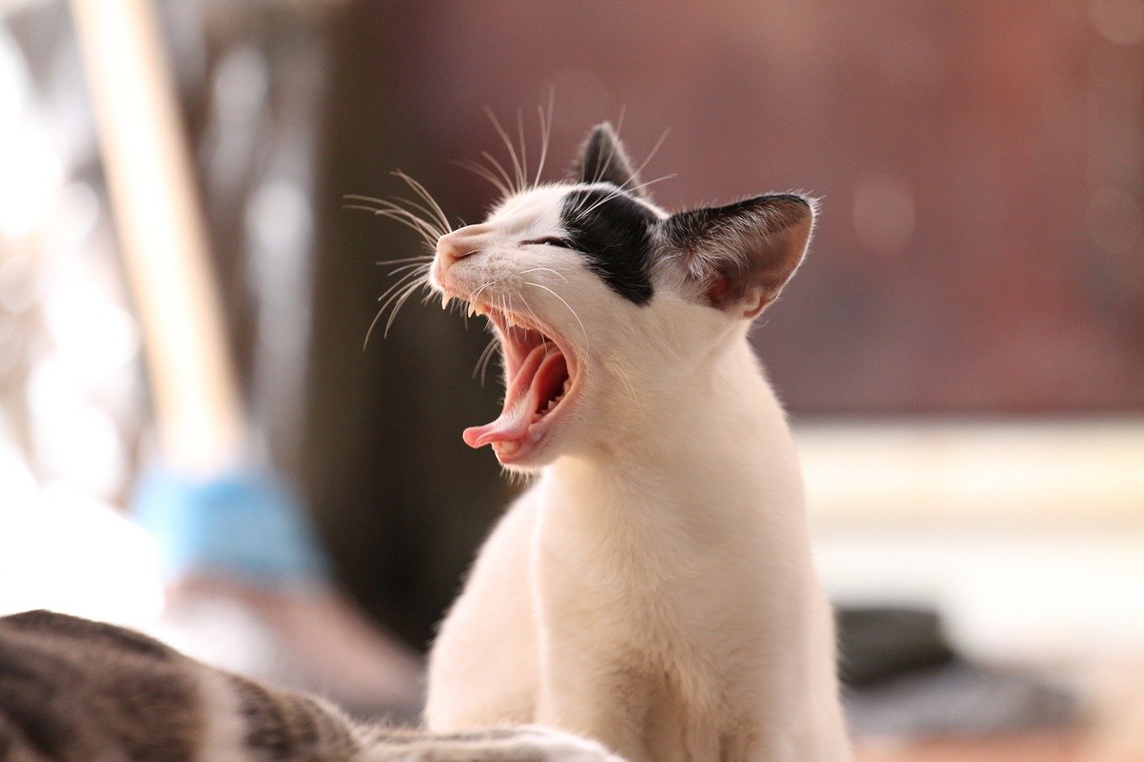 タイヤ‥=動物のタイヤについて話すために使用できるもの。